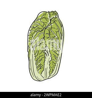 Chinakohl. Zutat zum Kochen. Heller Vektor Hand gezeichnete Illustration isoliert auf weißem Hintergrund. Stock Vektor