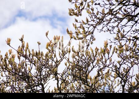 magnolia soulangeana Knospen auf dem Zweig. Schöner Natur Hintergrund blühender Baum vor blauem Himmel im Frühling an einem sonnigen Tag Stockfoto