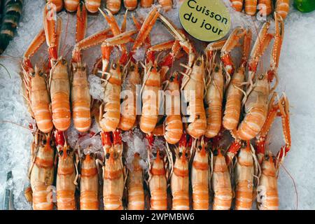 Frisches Lanoustine zum Verkauf auf dem traditionellen Fischmarkt, Trouville, Normandie, Frankreich, Europa Copyright: Godong 809-8940 Stockfoto