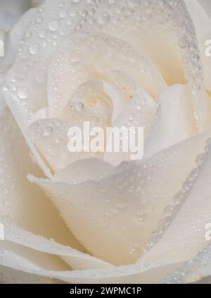 Nahaufnahme der zentralen Blütenblätter einer weißen Rose, bedeckt mit Wassertröpfchen. Stockfoto
