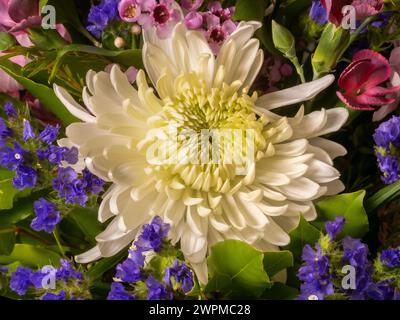 Nahaufnahme einer weißen Chrysanthemenblume in einem Blumenstrauß. Stockfoto