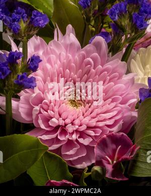 Nahaufnahme einer rosa Chrysanthemenblume in einem Blumenstrauß. Stockfoto