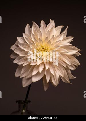 Blassrosa Dahlia in einer Glasvase vor dunklem Hintergrund. Stockfoto