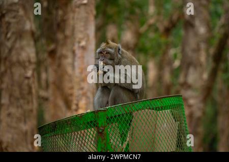 Blick auf Mauritius Cynomolgus Affenkrabbenfressender Makaken, Savanne District, Mauritius, Indischer Ozean, Afrika Copyright: FrankxFell 844-32310 Stockfoto