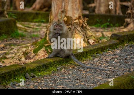 Blick auf Mauritius Cynomolgus Affenkrabbenfressender Makaken, Savanne District, Mauritius, Indischer Ozean, Afrika Copyright: FrankxFell 844-32314 Stockfoto