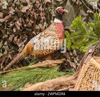 Jagdstillleben: Fasan und Jagdausrüstung Stockfoto