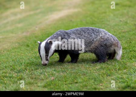 Ein Europäischer Dachs ( meles meles), der bei Tageslicht auf Gras nach Nahrung sucht. Stockfoto