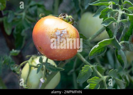 Kranke, verdorbene Tomaten mit Flecken wachsen auf dem Busch. Gemüse, das von Spätfäule betroffen ist. Stockfoto