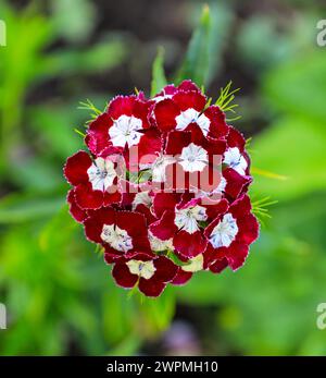 Eine Nahaufnahme des rot-weißen Blütenkopfes einer Sweet William (Dianthus barbatus) Pflanze, England, Großbritannien Stockfoto