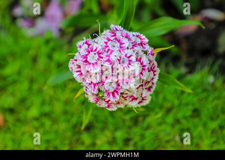 Eine Nahaufnahme des rosa-weißen Blütenkopfes einer Sweet William (Dianthus barbatus) Pflanze, England, Großbritannien Stockfoto