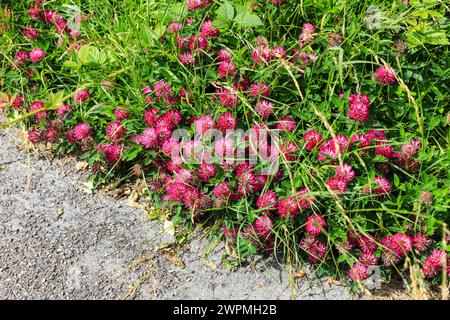 Rotklee (Trifolium pratense) wächst am Rande eines Weges, Midlands, England, Vereinigtes Königreich Stockfoto
