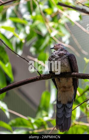 Barred Cuckoo-Dove (Macropygia unchall) durchstreift die dichten Wälder Südostasiens, deren eindringliche rufe durch den Dschungel nachhallt. Stockfoto