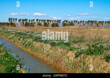 Feuchtgebiete und Bewässerung im Ebro-Delta, Ebro Rives, Riu Ebro, Katalonien, Katalonien, Spanien Stockfoto