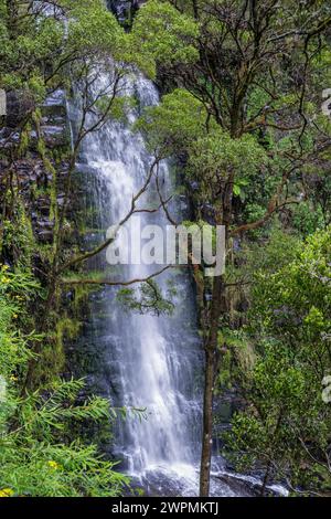 Erskine Falls, Great Otway National Park, in der Nähe von Lorne, Victoria, Australien Stockfoto