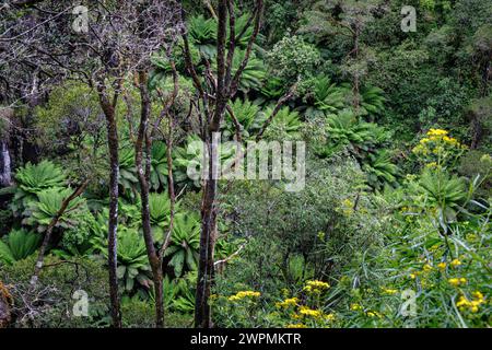 Erskine Falls, Great Otway National Park, in der Nähe von Lorne, Victoria, Australien Stockfoto