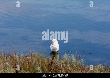 Ein weißer Schwan zieht sich vor, im Wasser eines Sees, mit Gräsern im Vordergrund Stockfoto