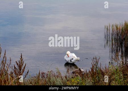 Ein weißer Schwan zieht sich vor, mit Küken, im Wasser eines Sees, mit Gräsern im Vordergrund Stockfoto