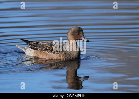 Wigeon fotografierte aus einem öffentlichen Versteck in der Nähe von Warrington, wo sie sich vor ihrer Migration in Brutgebiete aufhalten. Stockfoto