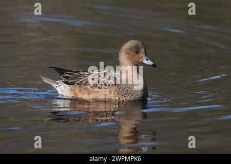 Wigeon fotografierte aus einem öffentlichen Versteck in der Nähe von Warrington, wo sie sich vor ihrer Migration in Brutgebiete aufhalten. Stockfoto