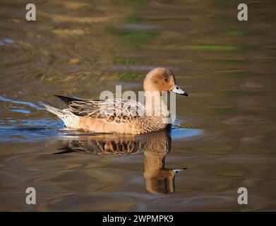 Wigeon fotografierte aus einem öffentlichen Versteck in der Nähe von Warrington, wo sie sich vor ihrer Migration in Brutgebiete aufhalten. Stockfoto