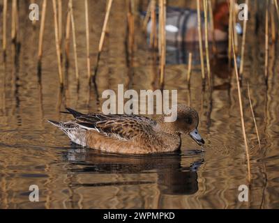 Wigeon fotografierte aus einem öffentlichen Versteck in der Nähe von Warrington, wo sie sich vor ihrer Migration in Brutgebiete aufhalten. Stockfoto