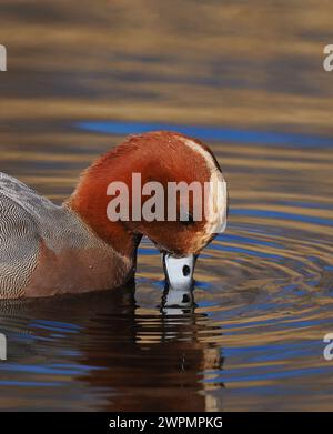 Wigeon fotografierte aus einem öffentlichen Versteck in der Nähe von Warrington, wo sie sich vor ihrer Migration in Brutgebiete aufhalten. Stockfoto