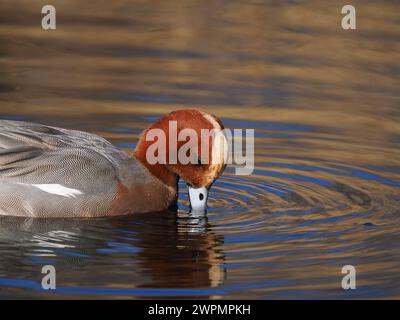 Wigeon fotografierte aus einem öffentlichen Versteck in der Nähe von Warrington, wo sie sich vor ihrer Migration in Brutgebiete aufhalten. Stockfoto