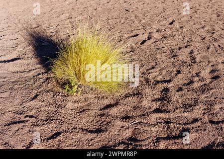 Ein einziger Grasstrauch in der typischen andinen Wüstenlandschaft. Stockfoto