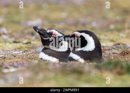 Magallanic Pinguin Spheniscus Magallanicus Atlantikküste, Patagonien Stockfoto