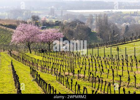 Frühling in Südhessen die Sonne scheint auf die Landschaft unterhalb von Schloss Auerbach., Bensheim Hessen Deutschland *** Frühling in Südhessen die Sonne scheint auf die Landschaft unter Schloss Auerbach, Bensheim Hessen Deutschland Stockfoto