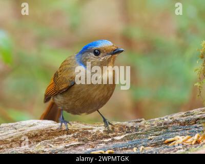 Große Nitalva Flycatcher weiblich Niltava grandis da Lat, Vietnam BI039704 Stockfoto