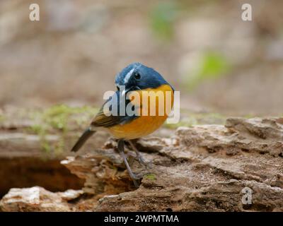 Schneegebräunter Flycatcher Ficedula hyperythra da Lat, Vietnam BI039713 Stockfoto