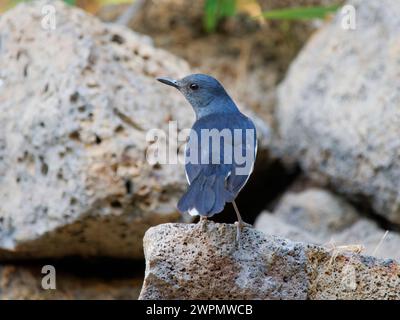 Oriental Magpie Robin Copsychus saularis Cat Tien Nationalpark, Vietnam BI039795 Stockfoto