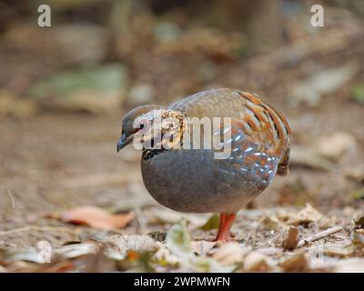 Rufenhuhn Arborophila rufogularis da Lat, Vietnam BI039806 Stockfoto