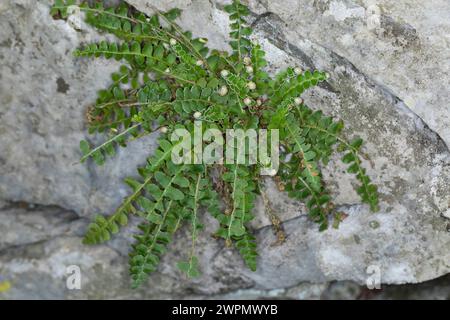 Milzfarn, Schriftfarn, Apothekerfarn, Asplenium ceterach, Ceterach officinarum, Rusty Spleenwort, Rustyback, Le Cétérach officinal Stockfoto