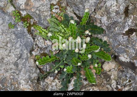 Milzfarn und Brauner Streifenfarn (obere Links). Schriftfarn, Apothekerfarn, Asplenium ceterach, Ceterach officinarum, Rusty Spleenwort, Rustyback, Le Stockfoto