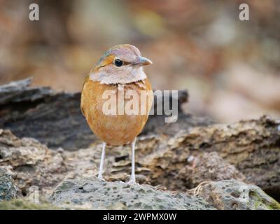 Blue rumped Pitta Hydrornis soror Cat Tien National Park, Vietnam BI039906 Stockfoto