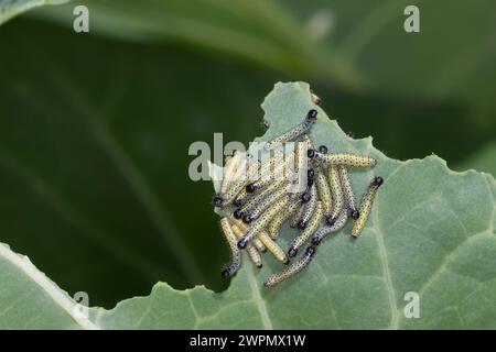 Großer Kohlweißling, Raupe, Raupen, junge Raupenstadien fressen an Kohl, Ansammlung, Raupenansammlung, Kohlweißling, Kohl-Weißling, Pieris brassicae, Stockfoto