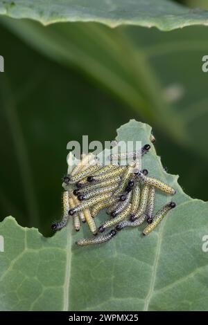Großer Kohlweißling, Raupe, Raupen, junge Raupenstadien fressen an Kohl, Ansammlung, Raupenansammlung, Kohlweißling, Kohl-Weißling, Pieris brassicae, Stockfoto