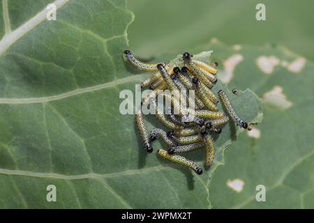 Großer Kohlweißling, Raupe, Raupen, junge Raupenstadien fressen an Kohl, Ansammlung, Raupenansammlung, Kohlweißling, Kohl-Weißling, Pieris brassicae, Stockfoto
