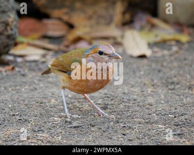 Blue rumped Pitta Hydrornis soror Cat Tien National Park, Vietnam BI039929 Stockfoto