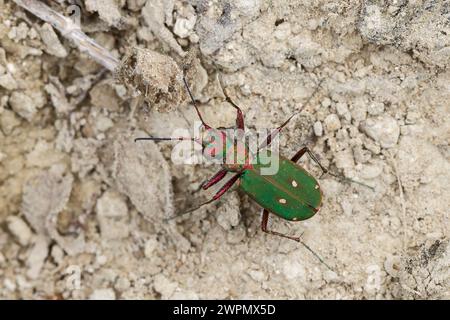 Feld-Sandlaufkäfer, Feldsandlaufkäfer, Sandlaufkäfer, Feldsandläufer, Cicindela campestris, Grüner Tigerkäfer, Cicindelidae, Tigerkäfer Stockfoto