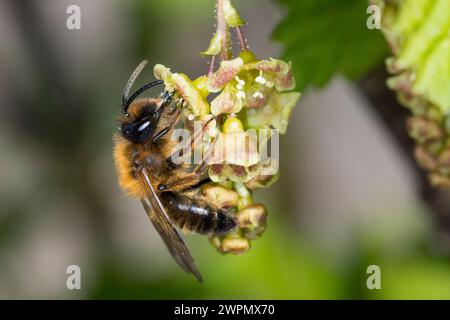 Erzfarbene Sandbiene, Erzfarbene Düstersandbiene, Erzfarbige Düster-Sandbiene, Erzfarbige Düstersandbiene, Sandbiene, Sand-Biene, beim Blütenbesuch au Stockfoto