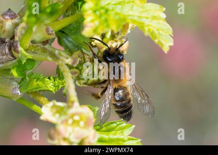 Erzfarbene Sandbiene, Erzfarbene Düstersandbiene, Erzfarbige Düster-Sandbiene, Erzfarbige Düstersandbiene, Sandbiene, Sand-Biene, beim Blütenbesuch au Stockfoto