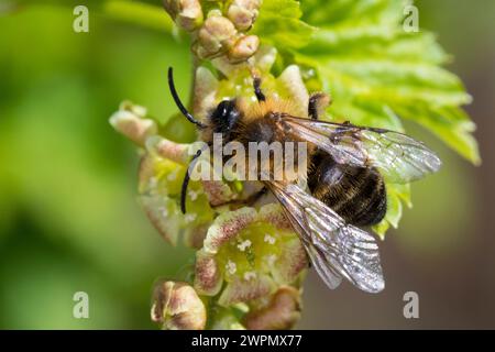 Erzfarbene Sandbiene, Erzfarbene Düstersandbiene, Erzfarbige Düster-Sandbiene, Erzfarbige Düstersandbiene, Sandbiene, Sand-Biene, beim Blütenbesuch au Stockfoto