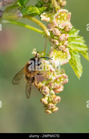 Erzfarbene Sandbiene, Erzfarbene Düstersandbiene, Erzfarbige Düster-Sandbiene, Erzfarbige Düstersandbiene, Sandbiene, Sand-Biene, beim Blütenbesuch au Stockfoto