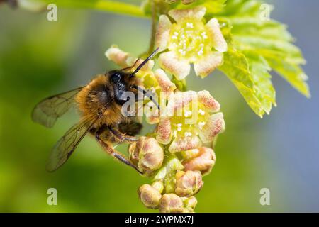 Erzfarbene Sandbiene, Erzfarbene Düstersandbiene, Erzfarbige Düster-Sandbiene, Erzfarbige Düstersandbiene, Sandbiene, Sand-Biene, beim Blütenbesuch au Stockfoto