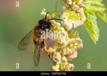 Erzfarbene Sandbiene, Erzfarbene Düstersandbiene, Erzfarbige Düster-Sandbiene, Erzfarbige Düstersandbiene, Sandbiene, Sand-Biene, beim Blütenbesuch au Stockfoto