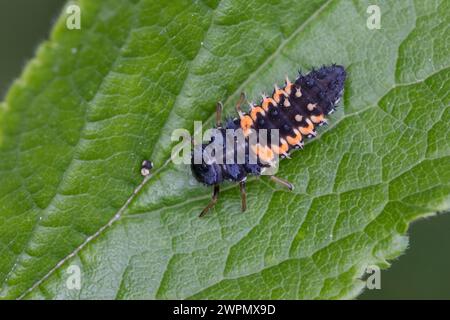 Asiatischer Marienkäfer, Harlekin, Vielfarbiger Marienkäfer, Harlekin-Marienkäfer, Larve, Käferlarve, Harmonia axyridis, asiatische Käferin, Harlequin Stockfoto