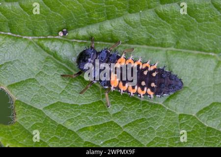 Asiatischer Marienkäfer, Harlekin, Vielfarbiger Marienkäfer, Harlekin-Marienkäfer, Larve, Käferlarve, Harmonia axyridis, asiatische Käferin, Harlequin Stockfoto